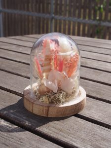 Baby cloche rose coquillage été hortensia